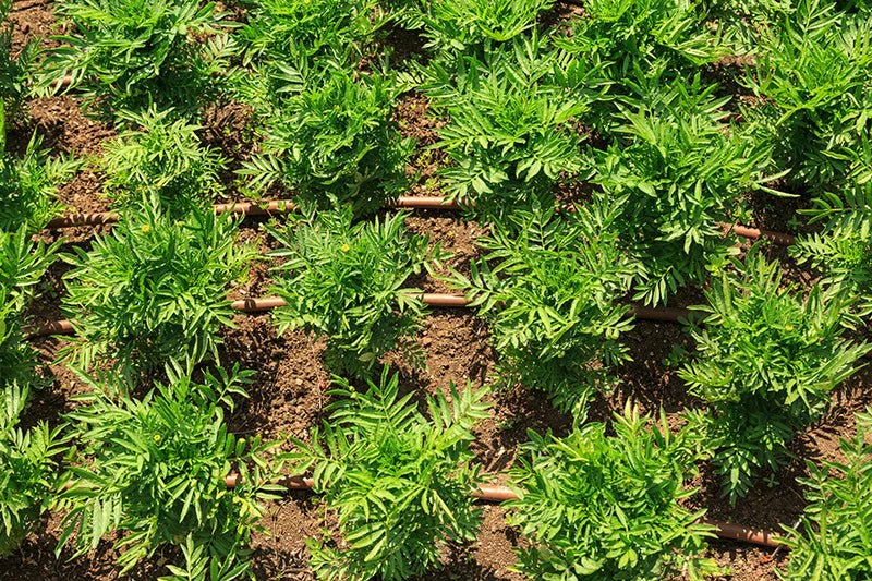 PC Drip Line 100 Metre - Long Run 4 PC Drip Line 100 Metre - Long Run - Image 2