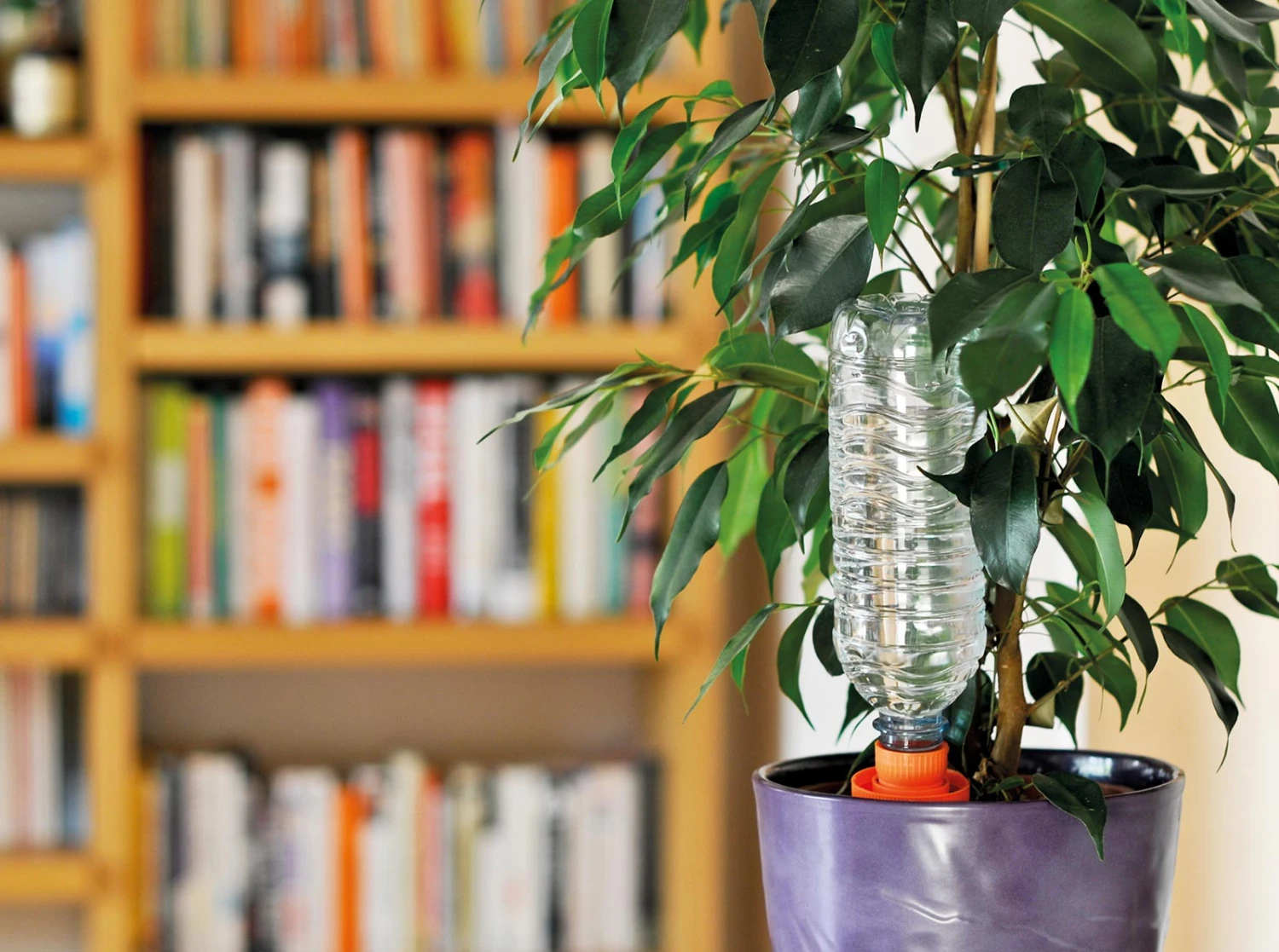 Hozelock Aquasolo For Houseplants 4 Hozelock Aquasolo For Houseplants - Image 2